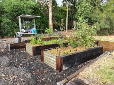 Growing vegetables in raised garden beds